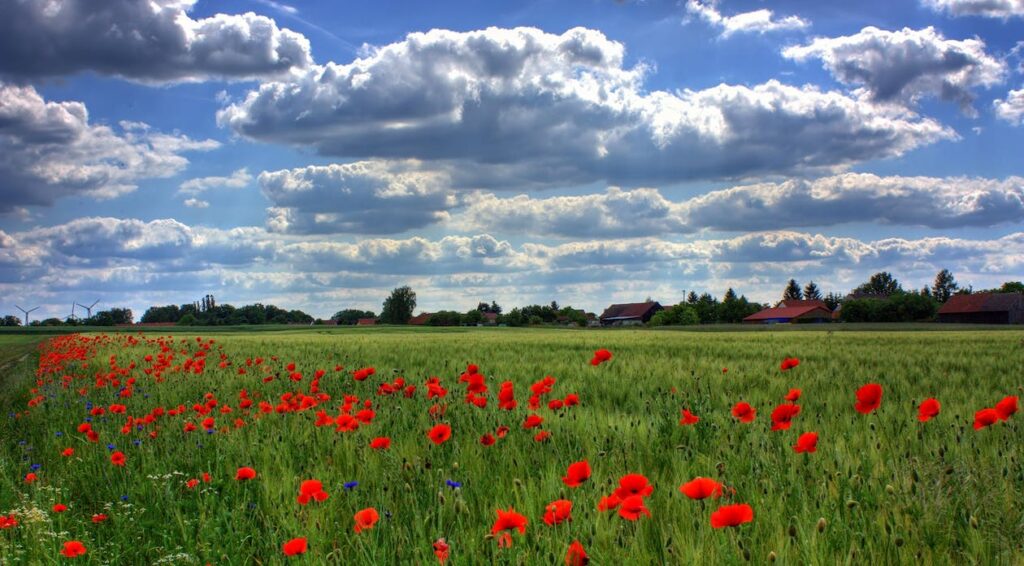 photo : Les coquelicots d'Auschwitz